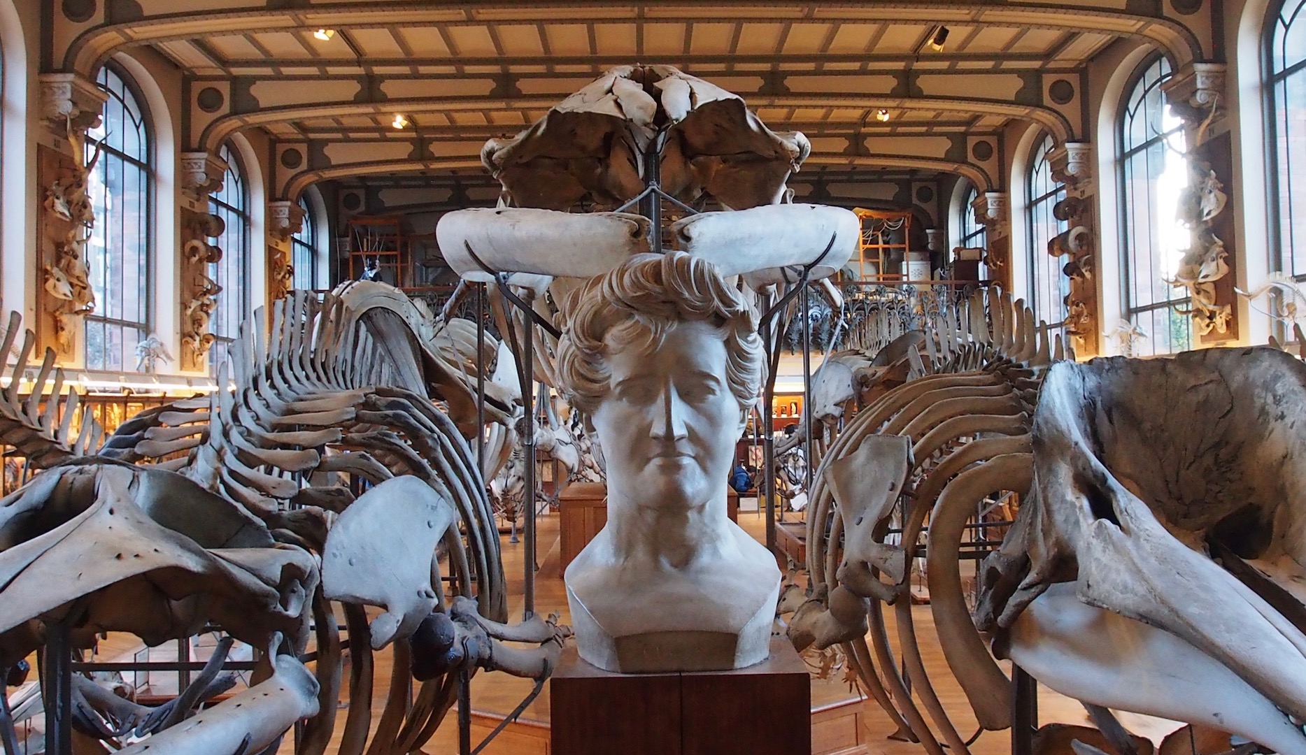 La Galerie d’Anatomie comparée et de Paléontologie