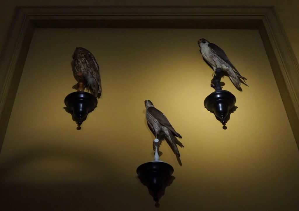 Musee de la chasse rapace